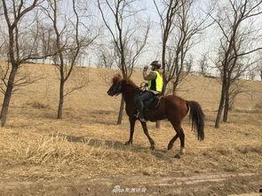 马匹窝在线视频