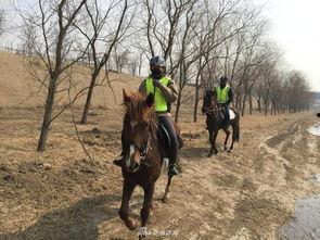 马匹窝在线视频