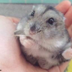 仓鼠萌视频,可爱瞬间,萌化你的心