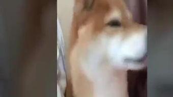 狗狗打针视频搞笑,萌态百出，笑料连连！