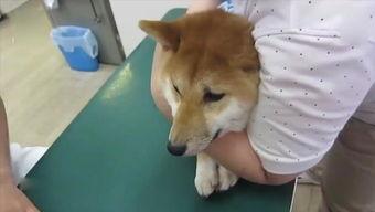 狗狗打针视频搞笑,萌态百出,笑料连连!