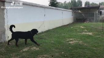 狗狗打针视频搞笑,萌态百出,笑料连连!