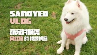 狗草人视频,揭秘神秘视频背后的真实故事