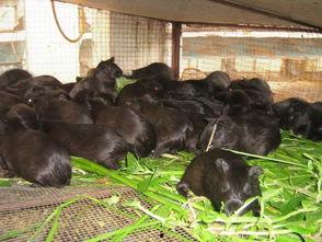 黑豚养殖视频,从视频中学到的养殖秘诀