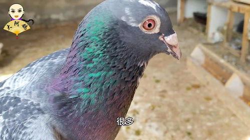 养鸽子视频大全,养鸽视频大全精华集锦