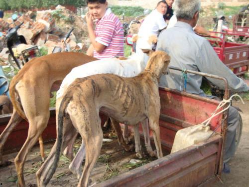 狗磊打架视频大全,盘点那些热血沸腾的瞬间