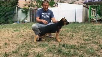 德牧犬打架视频,力量与勇气的对决