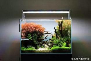 水草缸造景视频大全,打造梦幻水世界攻略集锦